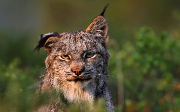 Рысь обыкновенная (Felis Lynx l.),