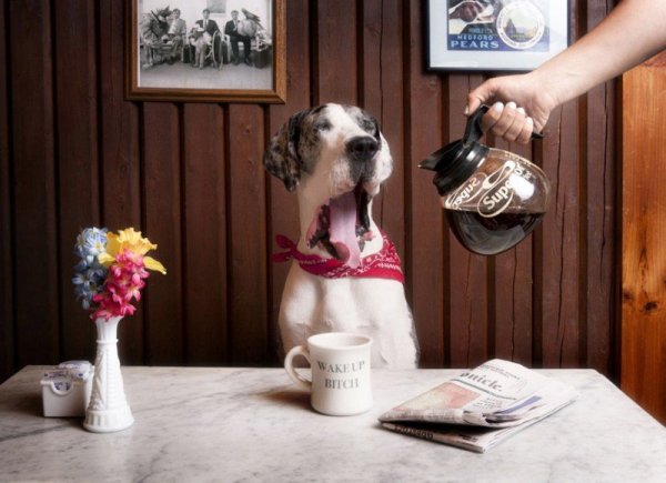 Художник Cinzia Bolognesi