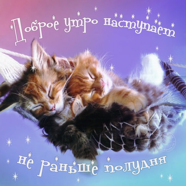 Открытки с добрым утром с котятами