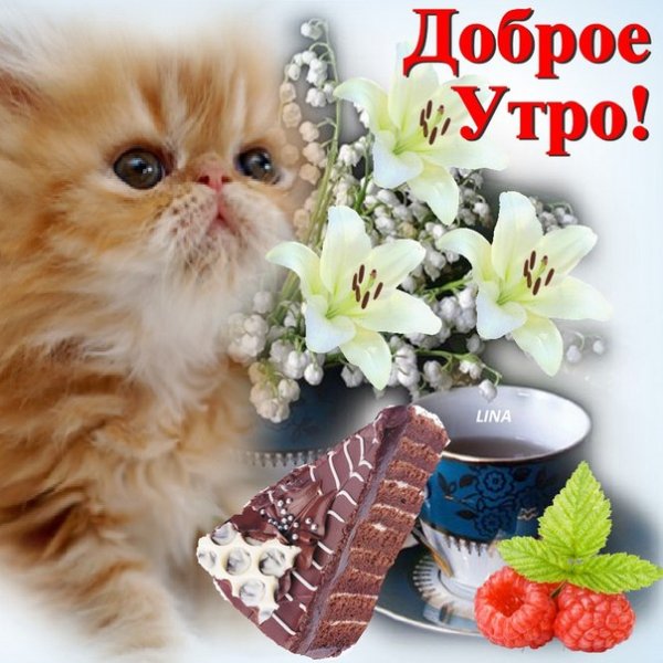 Пожелания доброго утра с животными