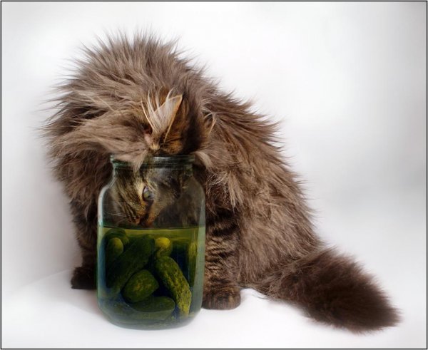 Кот с похмелья