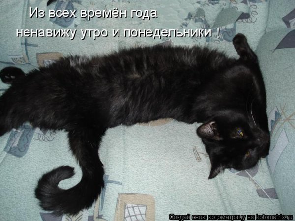 Кот утро понедельника