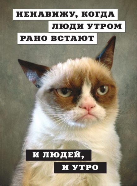Недовольный кот прикол