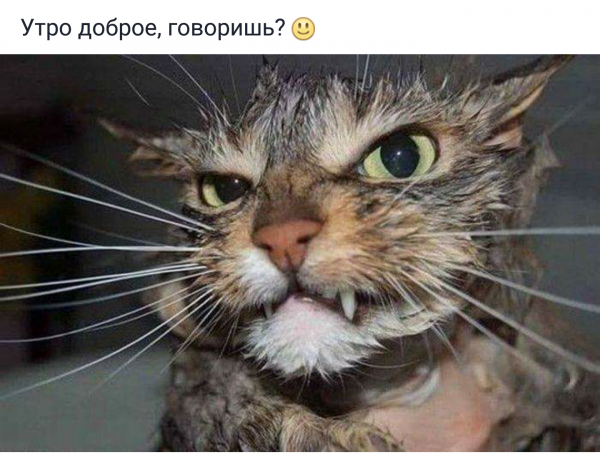 Ненавистное утро