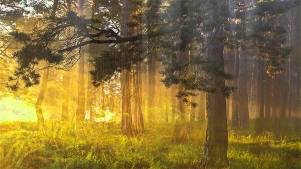 Картина Эдварда Грига утро