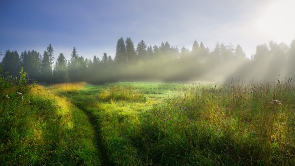 Август утро природа
