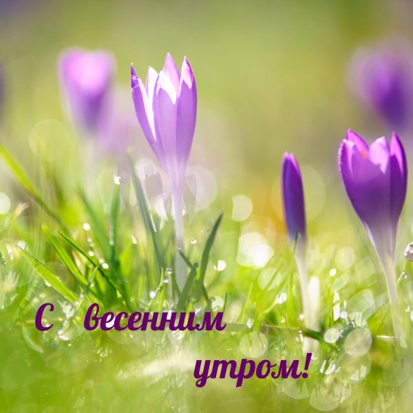 Утренняя Весна