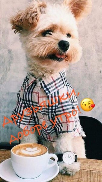 Доброе утро с животными