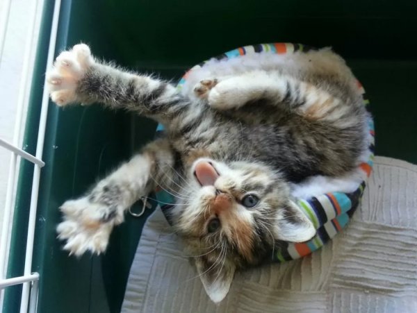Утро котята смешные