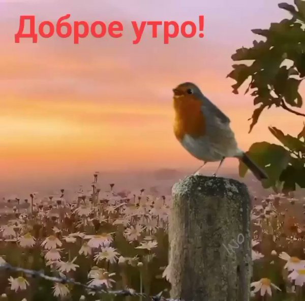 Доброе утро жизнь прекрасна