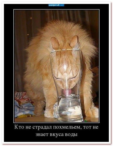 Похмелье приколы