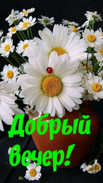 Доброе утро ромашки
