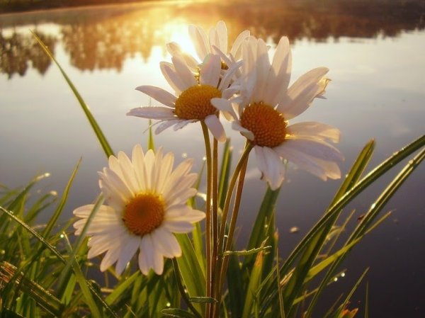 Доброго дня природа