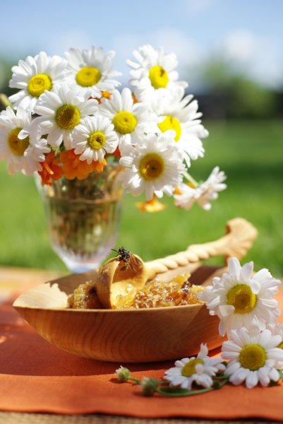 Ромашки и солнце