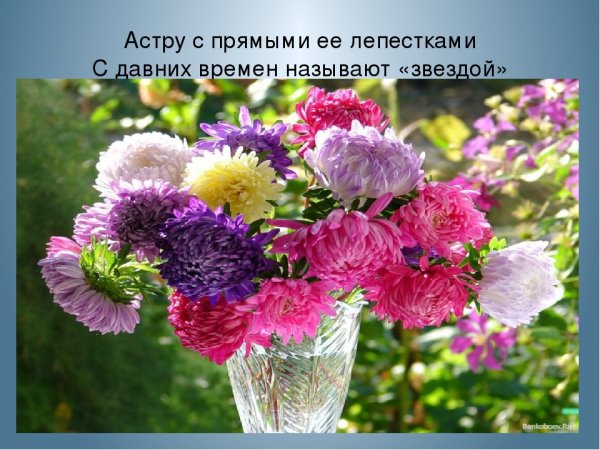 С добрым утром астры