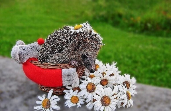 Животные в ромашках