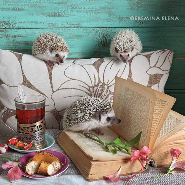 Елена Ерёмина Ёжики