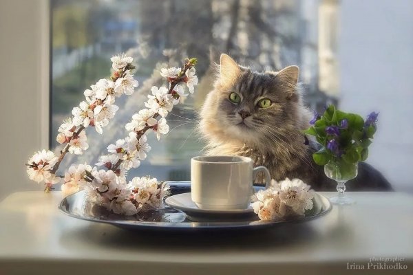 Доброе утро котенок