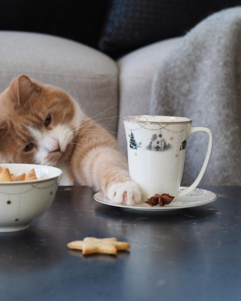 Утро котики