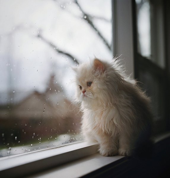 Котик на окне