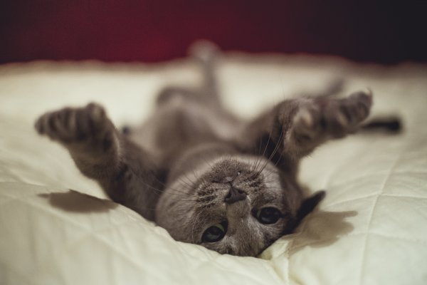 Котенок проснулся