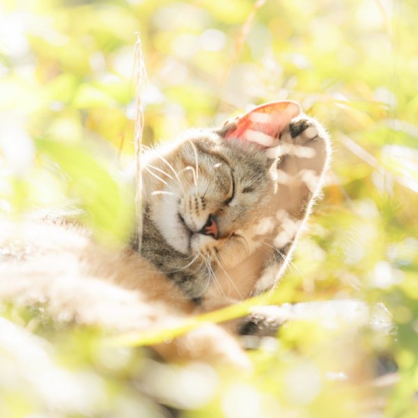 Кошка на солнышке