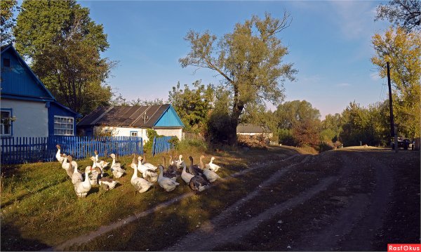 Утренняя деревня