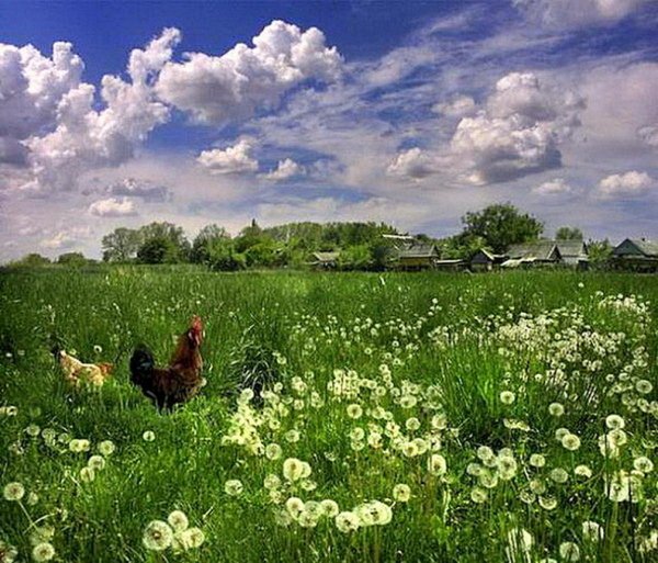 Утро в деревне