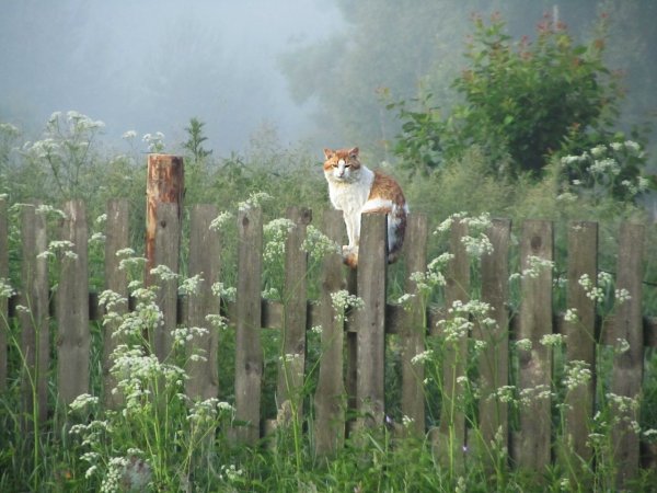 Деревенский кот на заборе