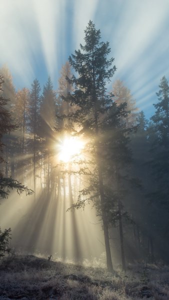 Рассвет с цветами