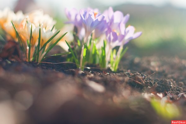 Утренняя Весенняя природа