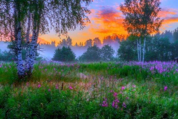 Рассвет в лесу летом
