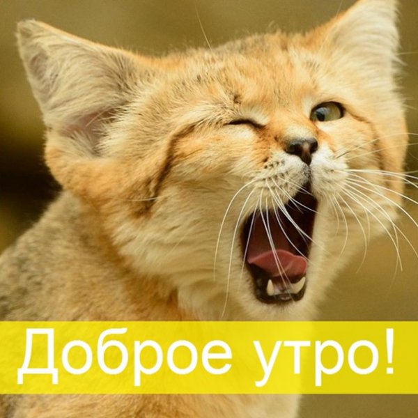 Доброе утро киска