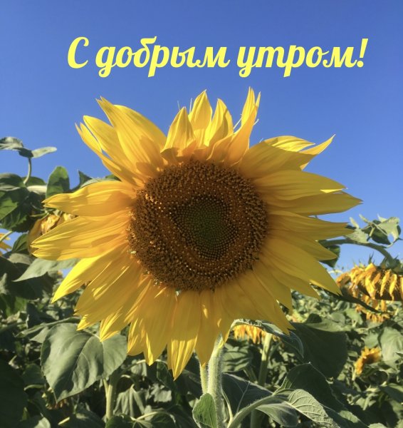 Утро Подсолнухи