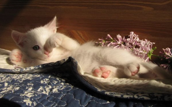 Утро котики