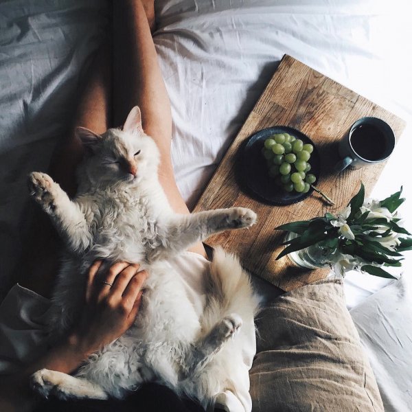 Кошечка утром