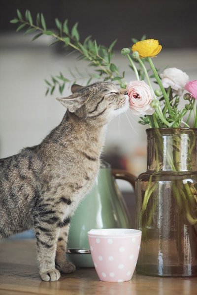 Кошечка с цветами