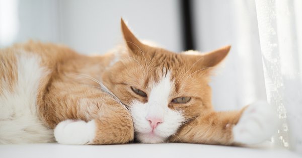 Утренний котик