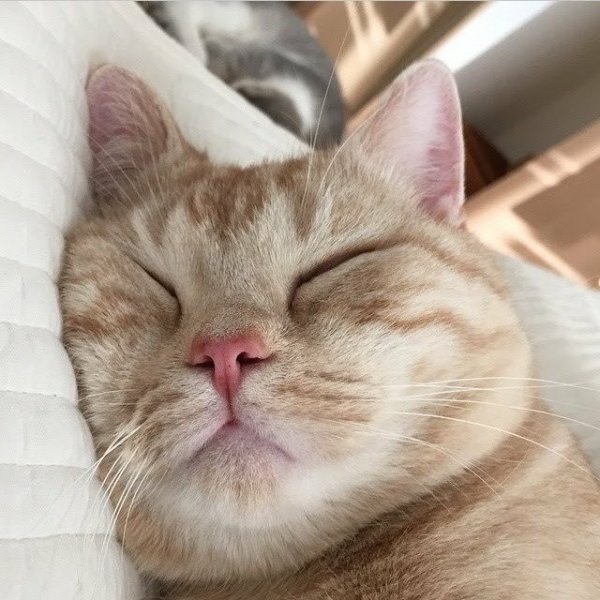 Доброе утро котик