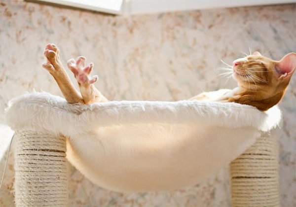 Котики для расслабления