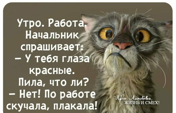 Доброе утро шеф