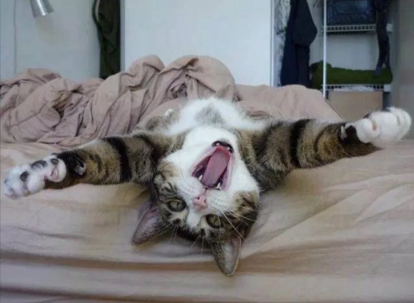 Коты в субботу утром
