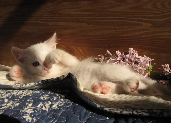 Кошечка проснулась