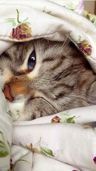 Спокойной ночи котик