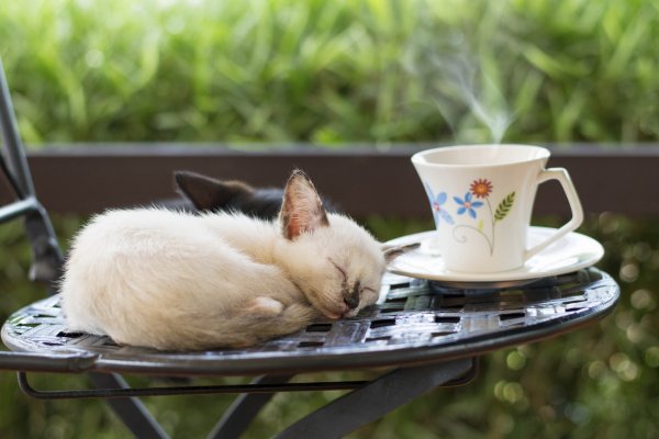 Утренний котик