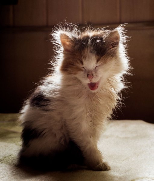 Котенок утром