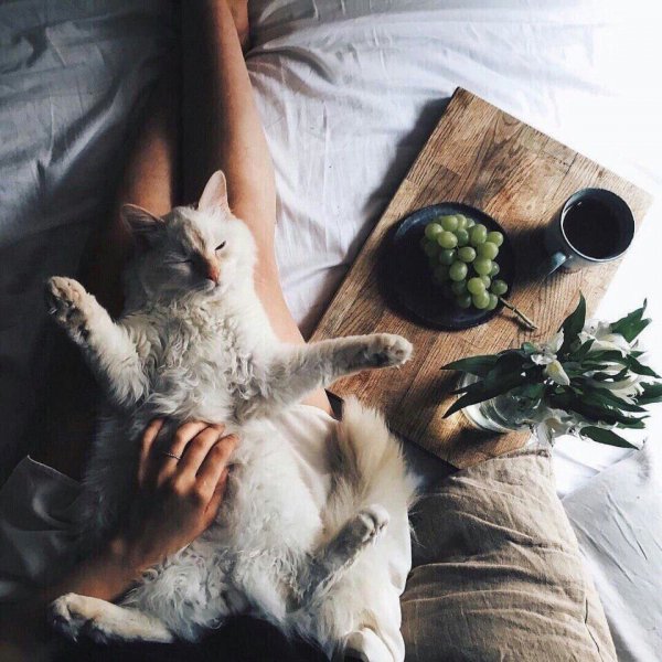 Кошечка утром