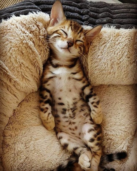 Котик потягивается