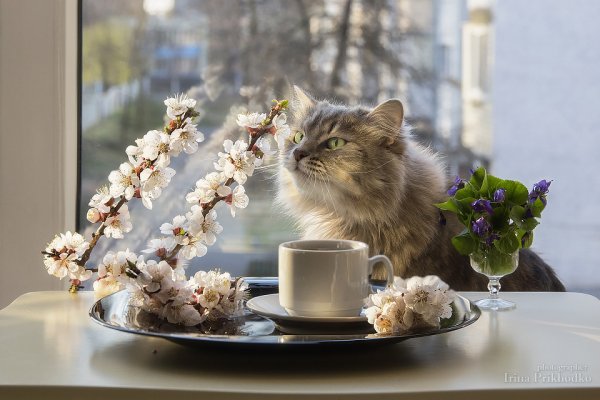 Доброе утро котик
