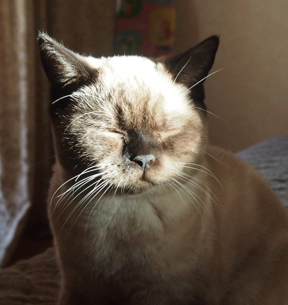 Добрый котик